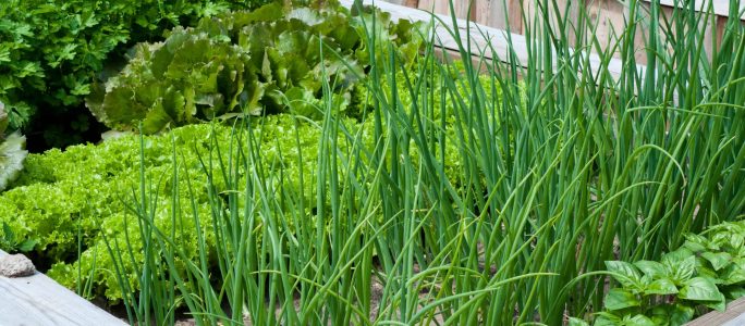 Make a vegetable garden