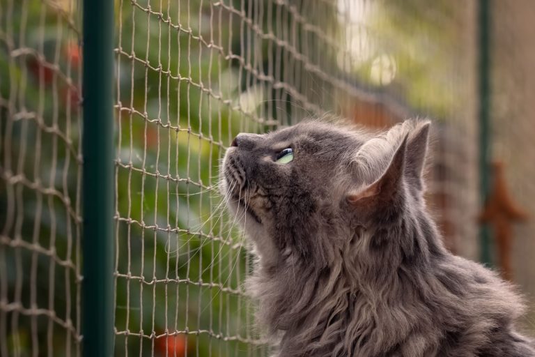 Safety net for cats