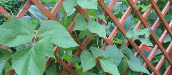 Create a structure for climbing plants