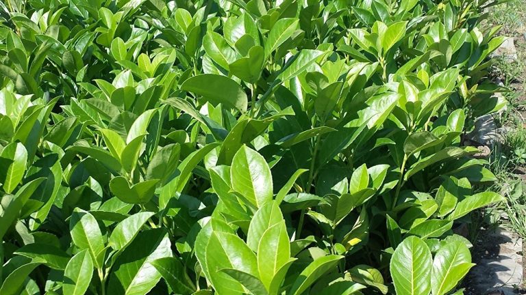 Pruning cherry laurel